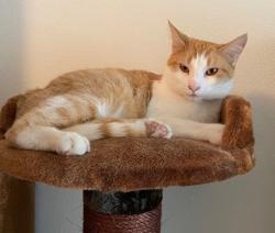 Lost Female Cat last seen Bridgeport and Larson, University Place, WA 98466