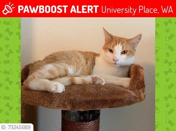 Lost Female Cat last seen Bridgeport and Larson, University Place, WA 98466