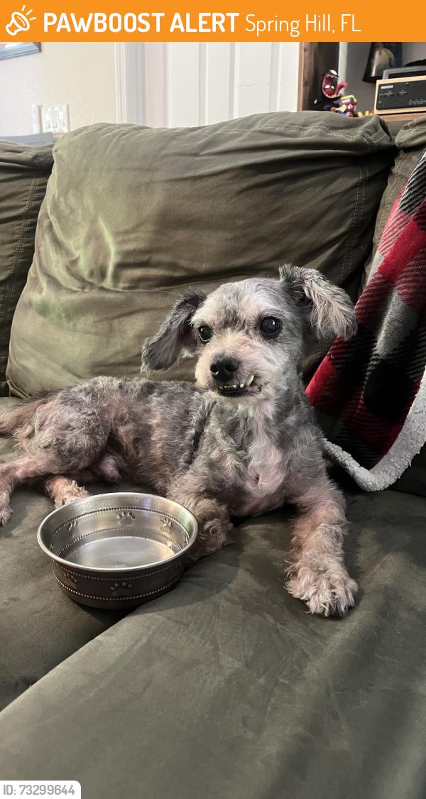 Found/Stray Male Dog last seen Clyburn and tarton spring Hill FL, Spring Hill, FL 34608