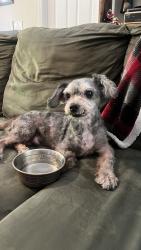 Found/Stray Male Dog last seen Clyburn and tarton spring Hill FL, Spring Hill, FL 34608
