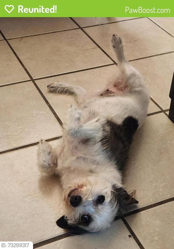 Reunited Female Dog last seen Main St & Vernon, San Jacinto, CA 92583