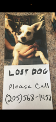 Reunited Male Dog last seen King valley road, Pelham, AL 35124