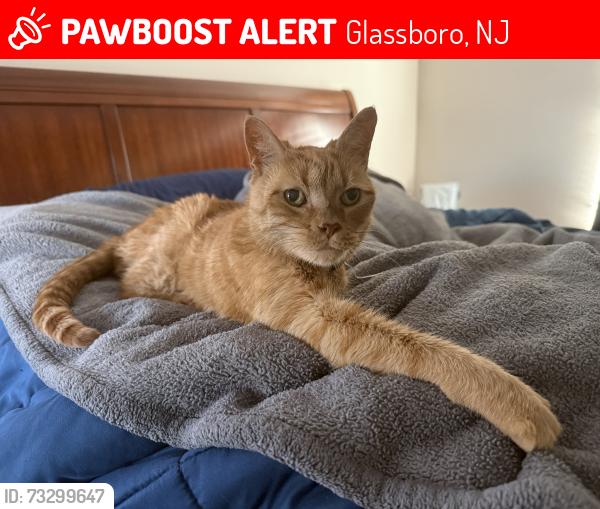 Lost Male Cat last seen Ronald avenue and saratoga, Glassboro, NJ 08028