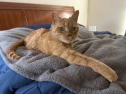 Lost Male Cat last seen Ronald avenue and saratoga, Glassboro, NJ 08028