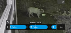 Found/Stray Unknown Cat last seen Upper troutdale, Troutdale, OR 97060