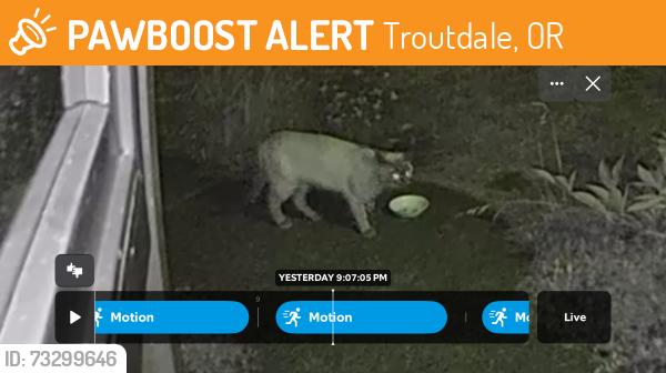 Found/Stray Unknown Cat last seen Upper troutdale, Troutdale, OR 97060