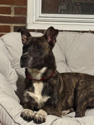 Found/Stray Male Dog last seen Allegheny Cemetery, Pittsburgh, PA 15206