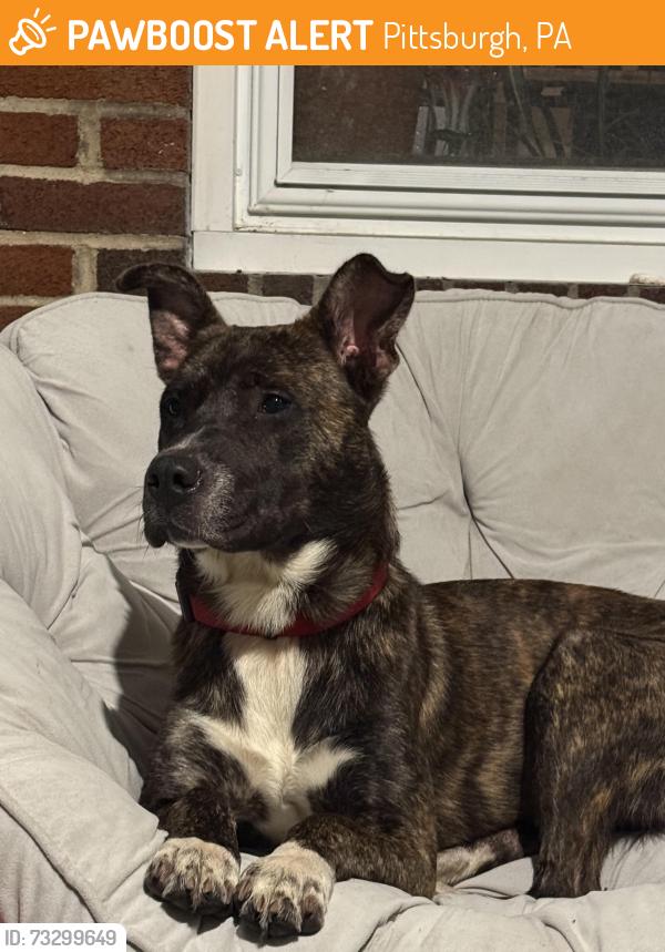 Found/Stray Male Dog last seen Allegheny Cemetery, Pittsburgh, PA 15206