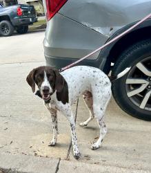 Reunited Male Dog last seen Austin Waters, The Colony, TX, USA, The Colony, TX 75010