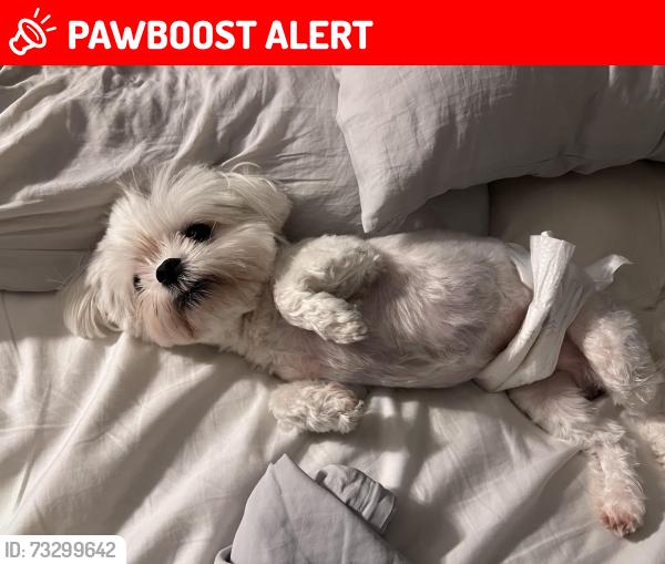 Lost Male Dog last seen Wedgeworth dr, Hacienda Heights, CA 91745