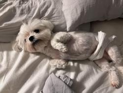 Lost Male Dog last seen Wedgeworth dr, Hacienda Heights, CA 91745