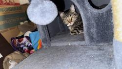 Reunited Unknown Cat last seen Near CornerStone Crossing, Waterford, WI 53185