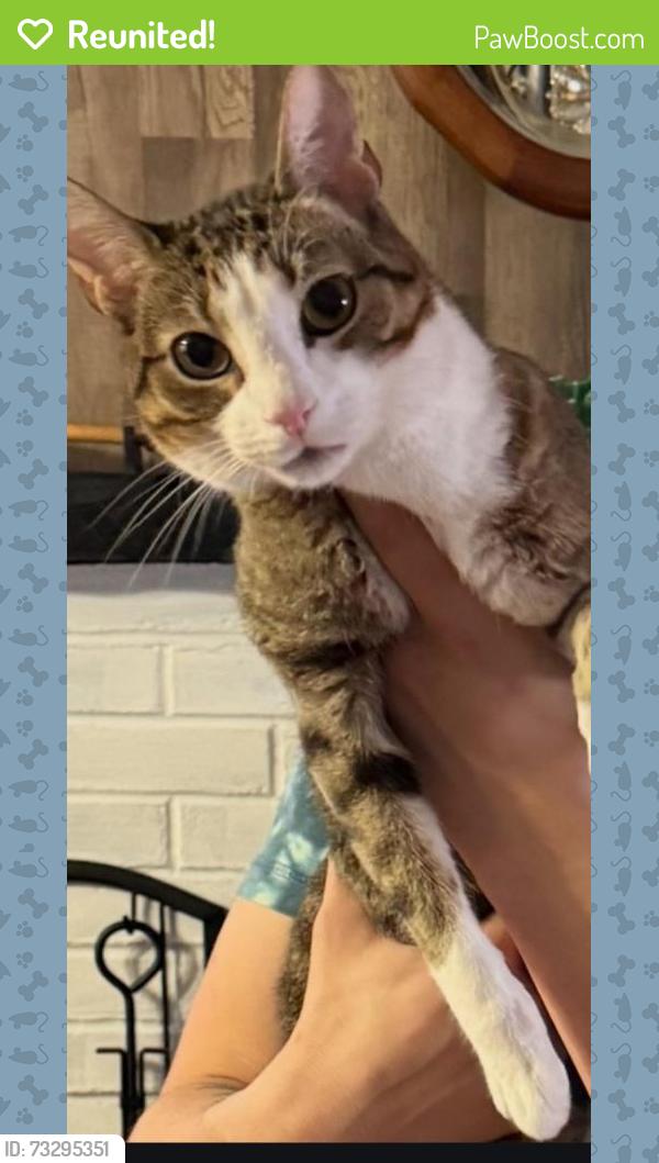 Reunited Male Cat last seen COBB street, Rockaway, NJ 07866