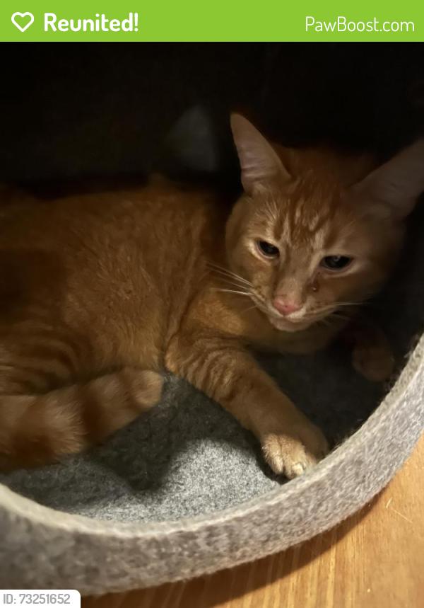 Reunited Male Cat last seen High Summit Dr. and South Mountain Dr., Raleigh, NC 27603