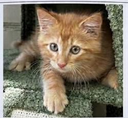 Reunited Male Cat last seen Near Roe Ave, Overland Park, KS 66207, USA, Overland Park, KS 66207