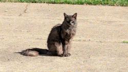 Lost Male Cat last seen SE15th and SE Mall st, Portland, OR 97202