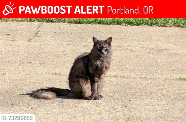 Lost Male Cat last seen SE15th and SE Mall st, Portland, OR 97202