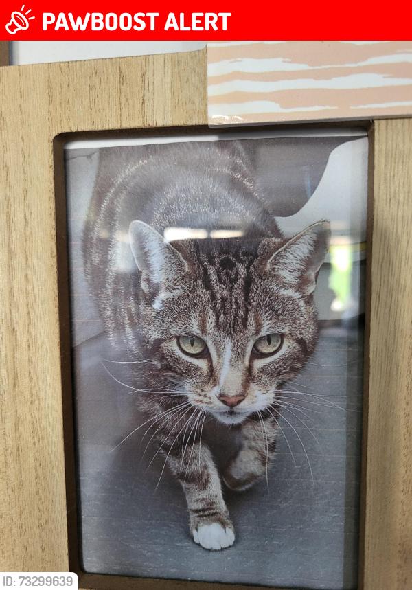 Lost Male Cat last seen Biddulph, Biddulph Moor, England 