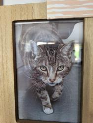 Lost Male Cat last seen Biddulph, Biddulph Moor, England 