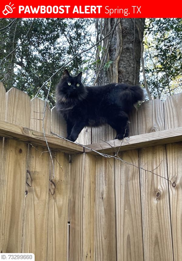 Lost Male Cat last seen Knox jr high, Spring, TX 77380