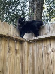 Lost Male Cat last seen Knox jr high, Spring, TX 77380