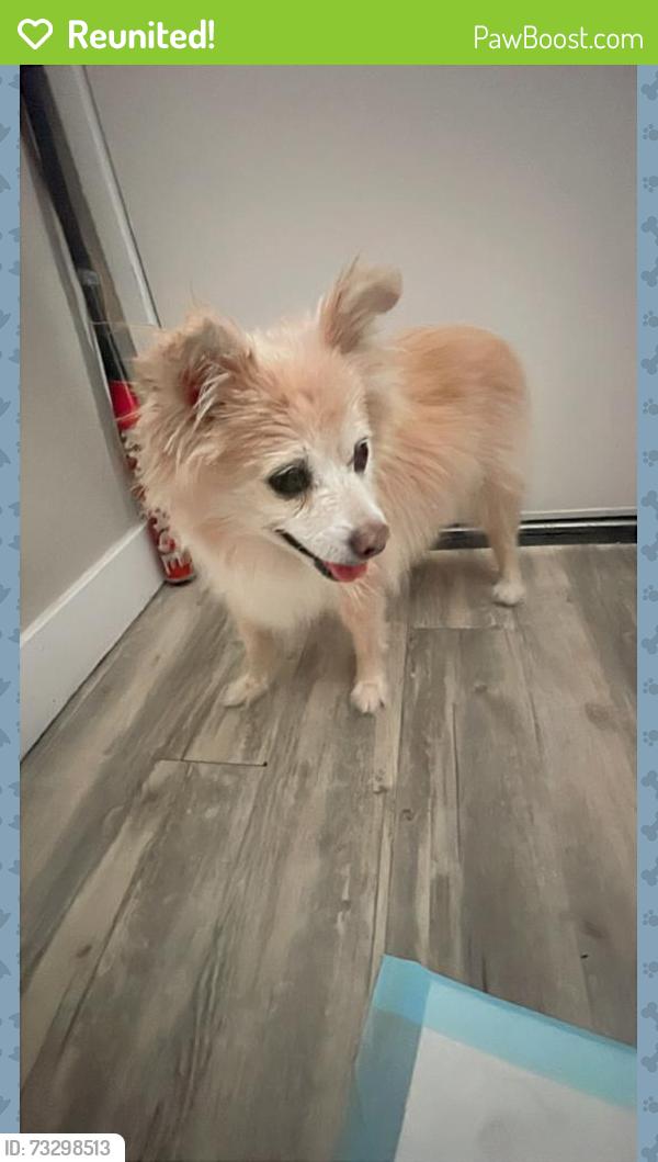 Reunited Female Dog last seen Glendora, Azusa, CA 91702