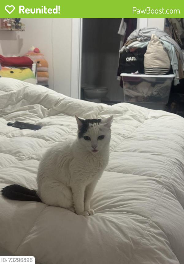 Reunited Female Cat last seen Near Silver Dr, Santa Ana, CA 92703, USA, Santa Ana, CA 92703