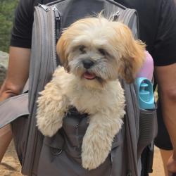 Reunited Female Dog last seen 35th Hello my puppy got out about 20 min ago off of 35th ave and f st by the roundabout, Greeley, CO 80631