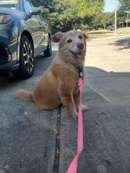 Reunited Male Dog last seen Near Kite Corner, New Braunfels, TX 78130
