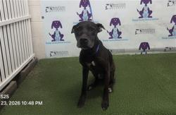 Shelter Stray Male Dog last seen , 2769 Conroy Rd, Orlando, FL 32839, USA