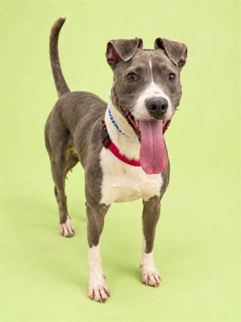 Shelter Stray Male Dog last seen , 2020 Forest St, Jacksonville, FL 32204, USA