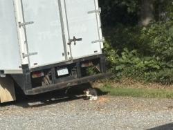 Found/Stray Unknown Cat last seen Ellisboro Road, at Guilford & Rockingham County line, Stokesdale, NC 27357