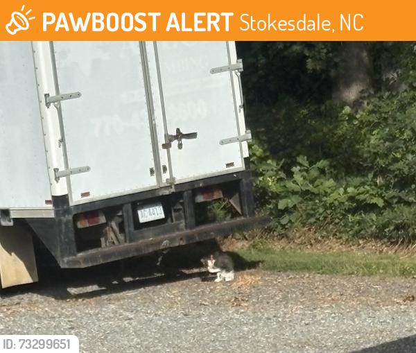 Found/Stray Unknown Cat last seen Ellisboro Road, at Guilford & Rockingham County line, Stokesdale, NC 27357