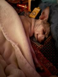 Lost Female Dog last seen Pavetto Lane and, Indianapolis, IN 46203