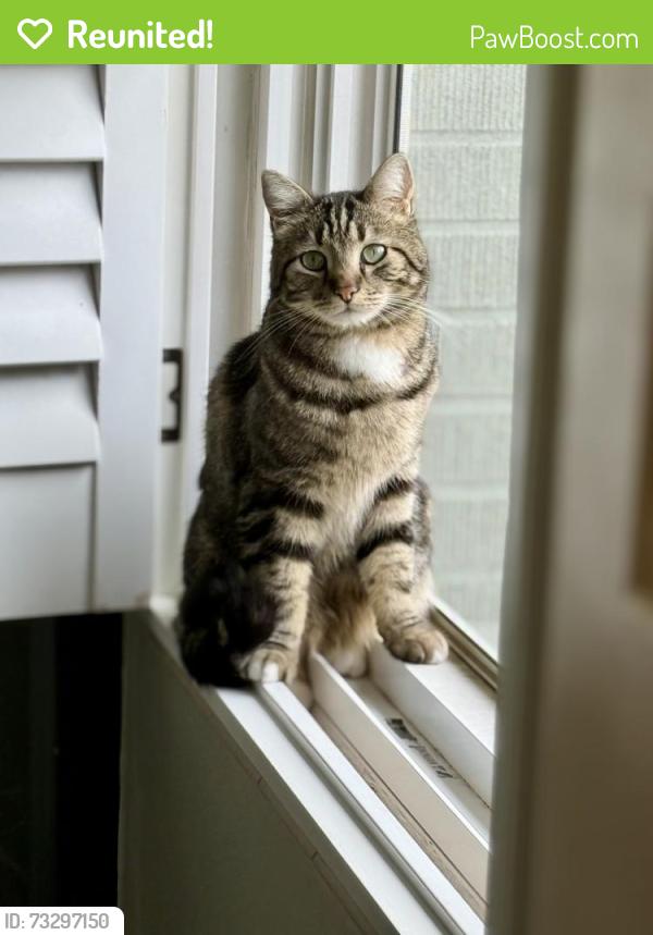 Reunited Male Cat last seen Near east and 7300 south, Cottonwood Heights, UT 84121