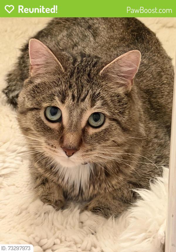 Reunited Male Cat last seen Near 3375 S.Crestwood Dr., Millcreek, UT 84109