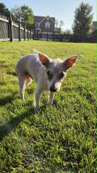 Reunited Male Dog last seen By The Learning Experience in Brownsburg, IN, Brownsburg, IN 46112