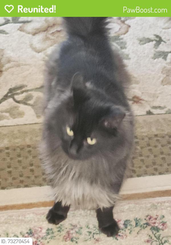 Reunited Male Cat last seen Christopher Columbus Park, Worcester, MA 01604