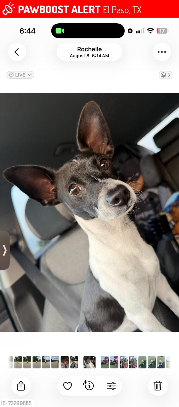 Lost Male Dog last seen Boyne ave ally, El Paso, TX 79904