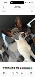 Lost Male Dog last seen Boyne ave ally, El Paso, TX 79904