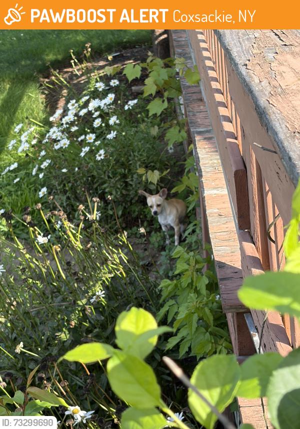 Found/Stray Female Dog last seen Adams road, Coxsackie, NY 12051