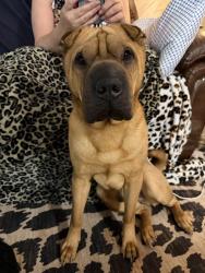 Reunited Male Dog last seen Doubs chapel road, West End, NC 27376