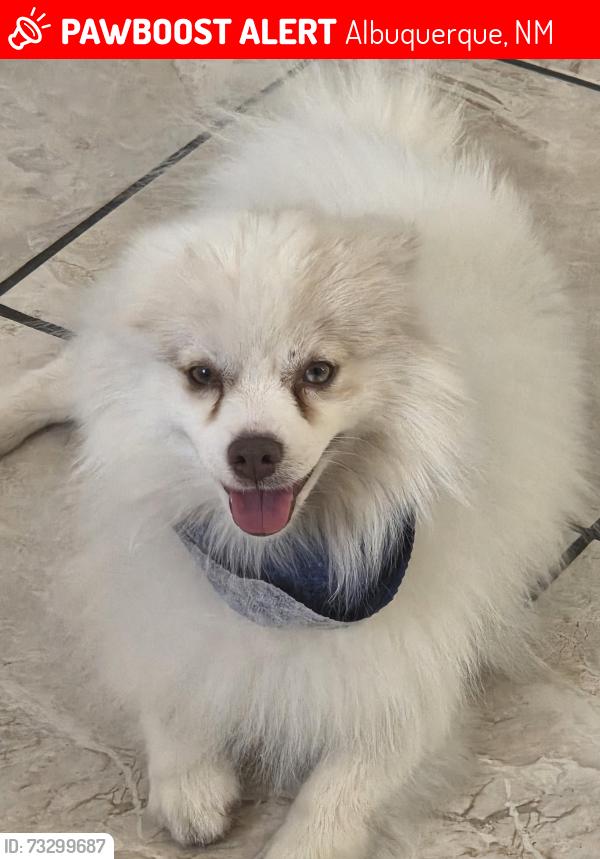 Lost Male Dog last seen By lava land elementary, Albuquerque, NM 87105