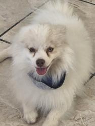 Lost Male Dog last seen By lava land elementary, Albuquerque, NM 87105