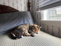 Lost Female Cat last seen Chiefs head rd, Estes Park, CO 80517