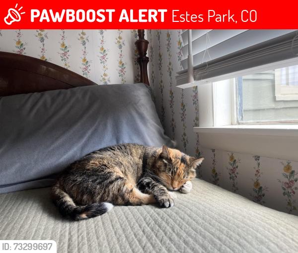 Lost Female Cat last seen Chiefs head rd, Estes Park, CO 80517
