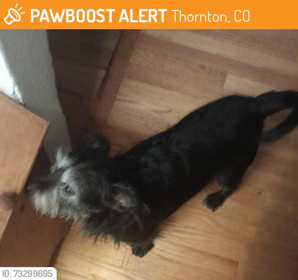 Found/Stray Male Dog last seen Thornton Parkwayand Washington St, Thornton, CO 80229