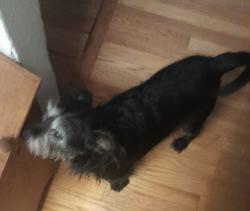 Found/Stray Male Dog last seen Thornton Parkwayand Washington St, Thornton, CO 80229