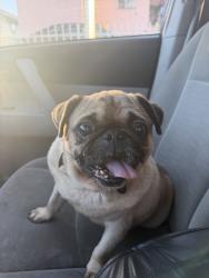 Found/Stray Male Dog last seen LAAMS, Los Angeles, CA 90011
