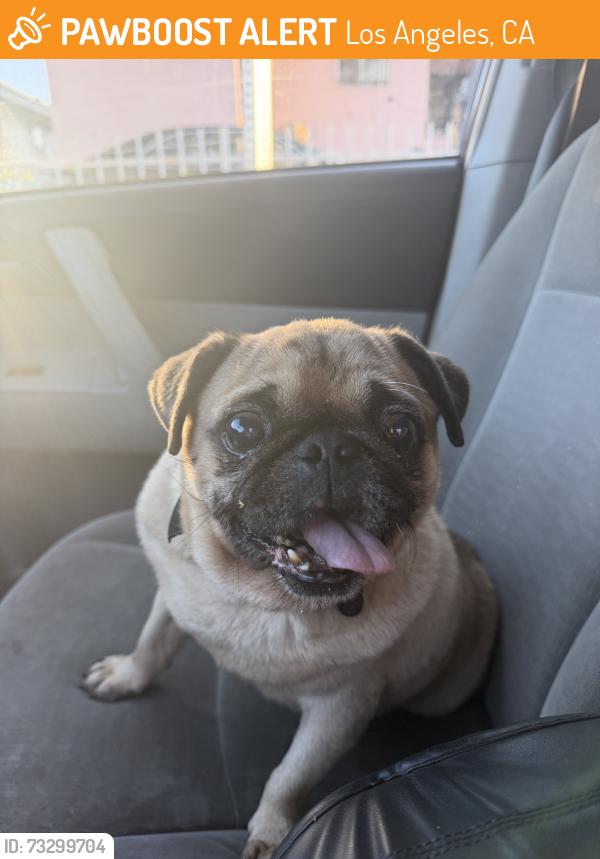 Found/Stray Male Dog last seen LAAMS, Los Angeles, CA 90011